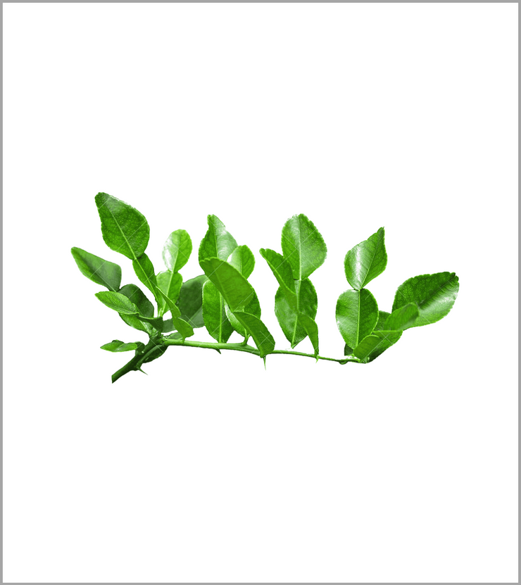 Lemon Leaves (Lemon ke Pattay)